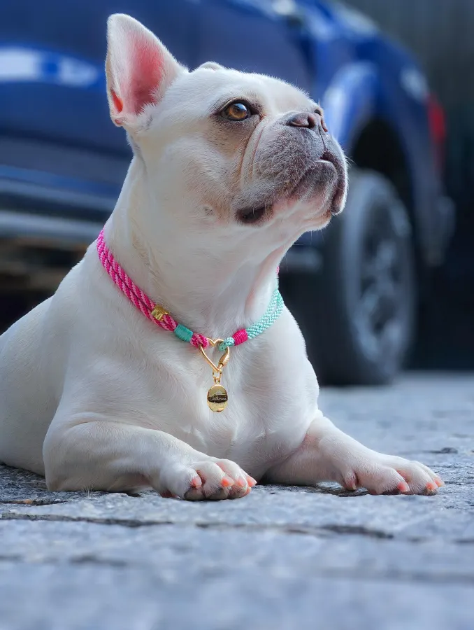 Bulldog usando uma peça Hoshiko