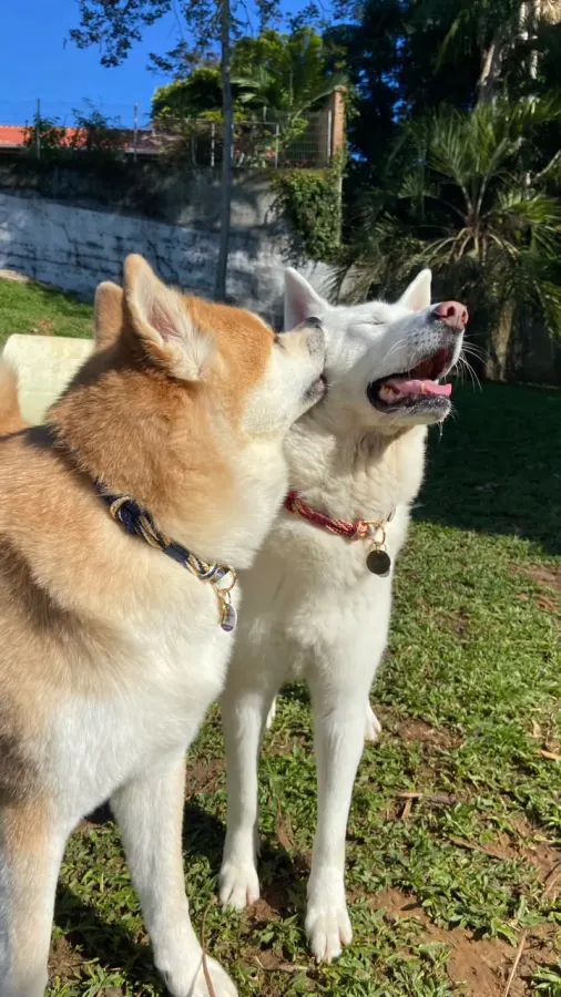 Dupla de clientes Hoshiko