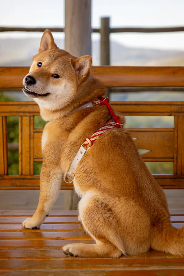 Haku usando uma peça Hoshiko