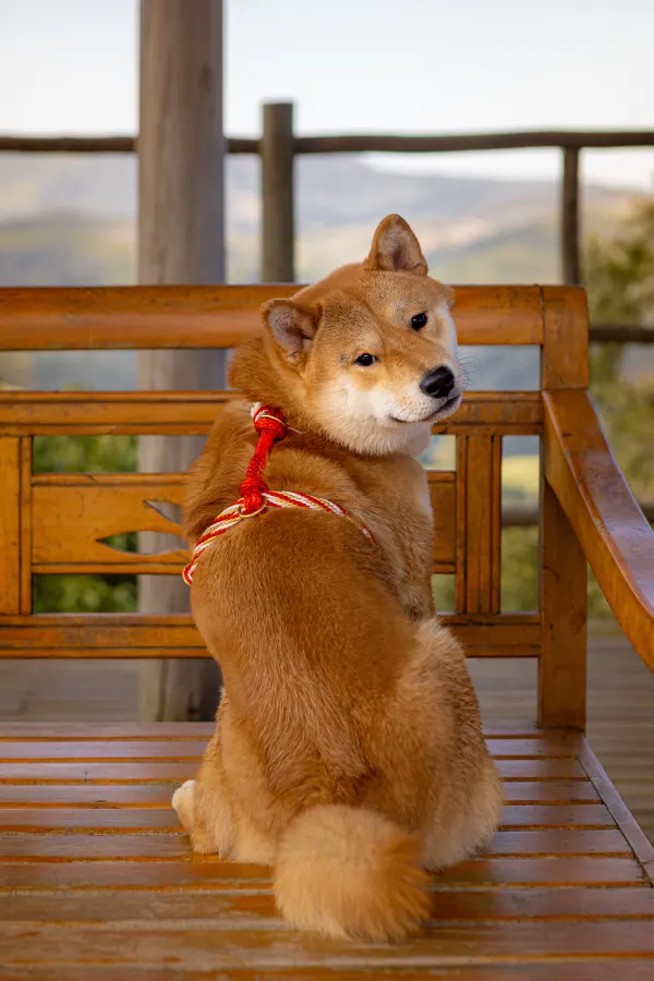 Haku usando uma peça Hoshiko