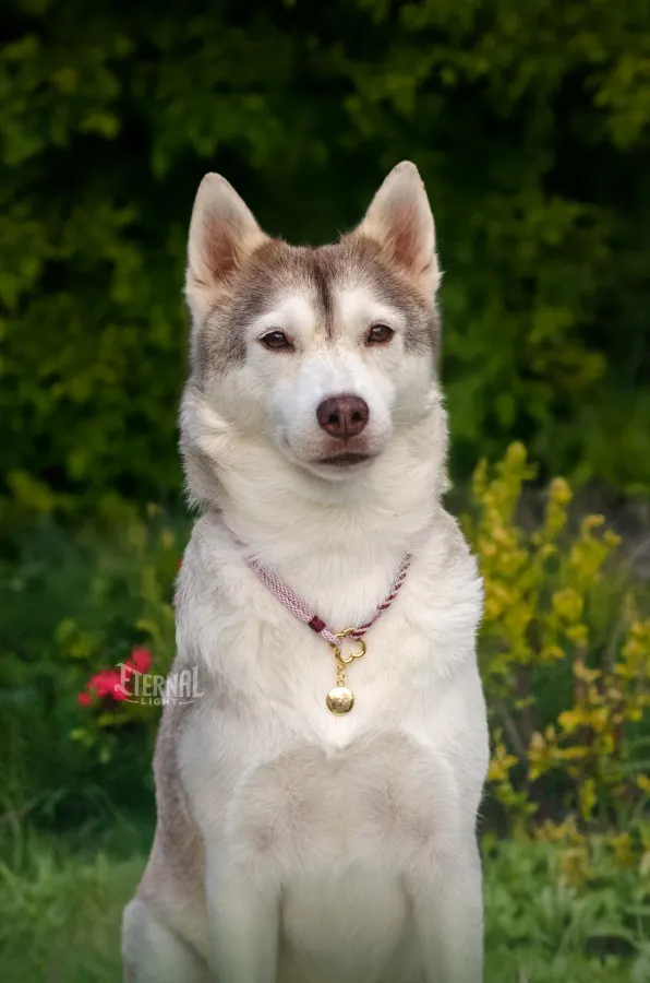 Husky usando uma peça Hoshiko