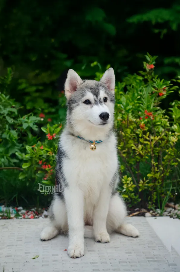 Husky usando uma peça Hoshiko