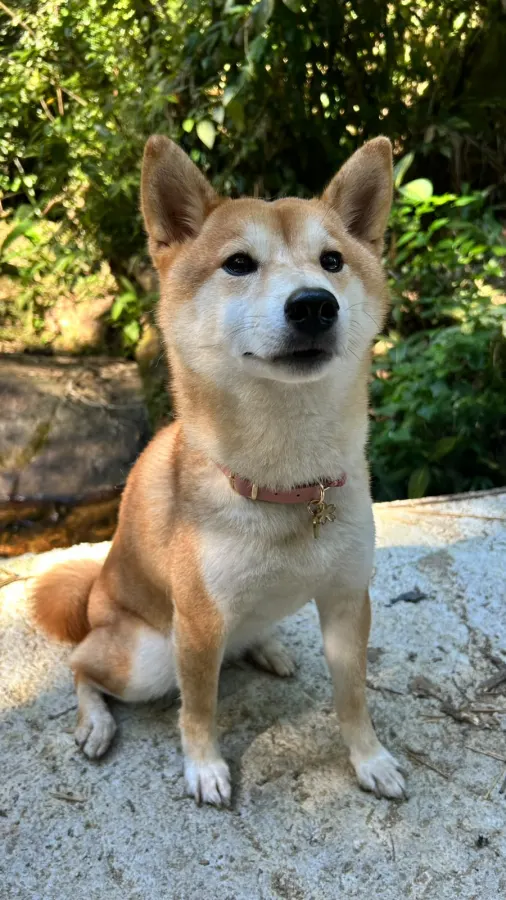 Miwa usando uma peça Hoshiko