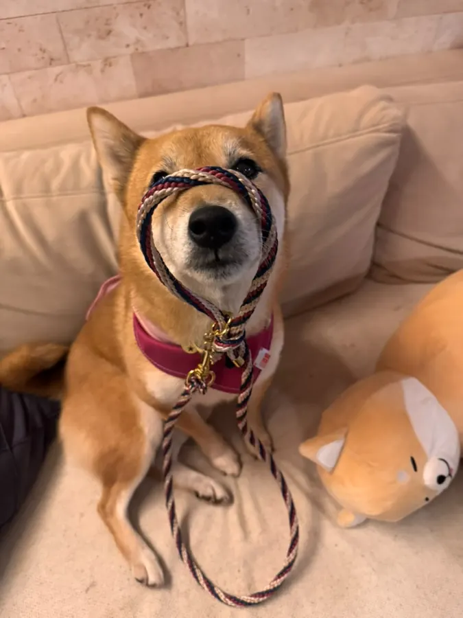 Seika usando uma peça Hoshiko